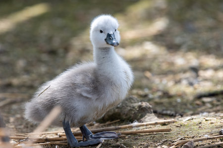 Portrait of a newborn mute swan (cygnus olor) cygnetの写真素材
