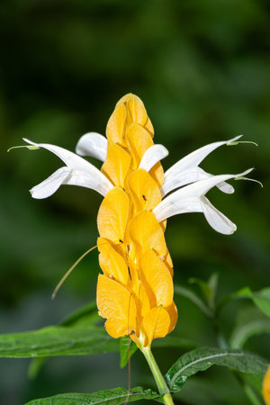 Close up of a lollipop plant (pachystachys lutea) in bloomの写真素材