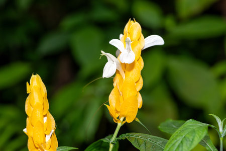 Close up of a lollipop plant (pachystachys lutea) in bloomの写真素材