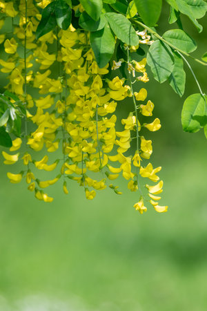 Close up of common laburnum (laburnum anagyroides) flowers in bloomの写真素材
