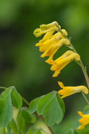 Macro shot of yellow corydalis (pseudofumaria lutea) flowers in bloomの写真素材
