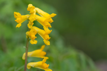 Macro shot of yellow corydalis (pseudofumaria lutea) flowers in bloomの写真素材
