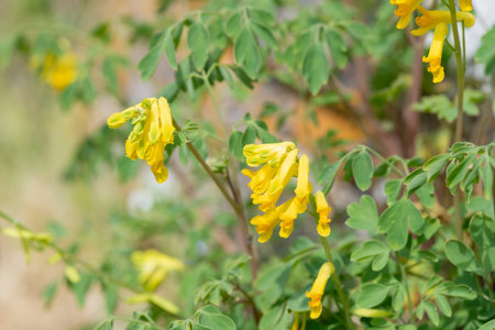 Macro shot of yellow corydalis (pseudofumaria lutea) flowers in bloomの写真素材