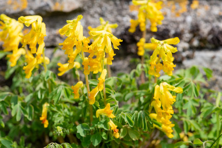 Macro shot of yellow corydalis (pseudofumaria lutea) flowers in bloomの写真素材