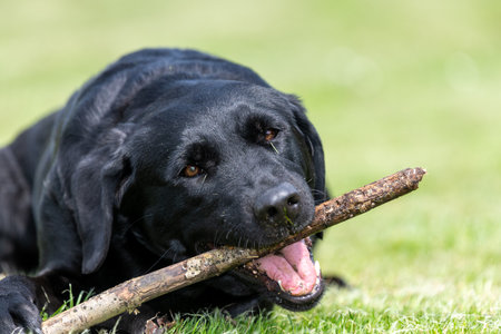 Portrait of a cute black Labrador chewing a stickの写真素材