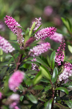 Close up of pink hebe flowers in bloom