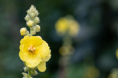 Close up of a great mullein (verbascum thapsus) flower in bloomの写真素材