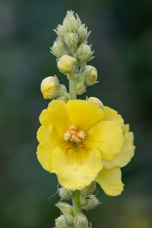 Close up of a great mullein (verbascum thapsus) flower in bloom