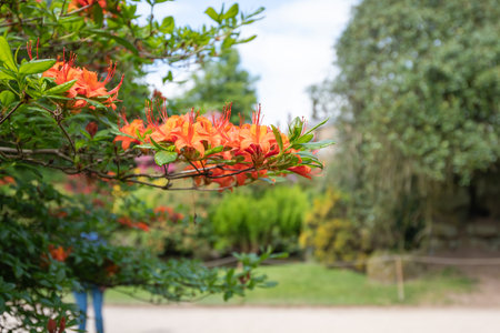 Close up of orange Rhododendron flowers in bloomの写真素材