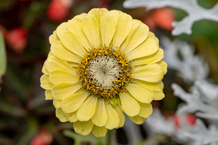 Close up of a yellow common zinnia (zinnia elegans) flowerの写真素材