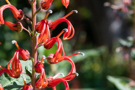 Close up of lobelia tupa flowers in bloomの写真素材