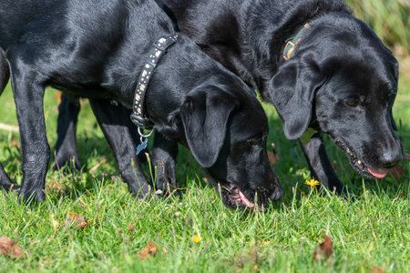 Two black Labradors playing in the garden togetherの写真素材