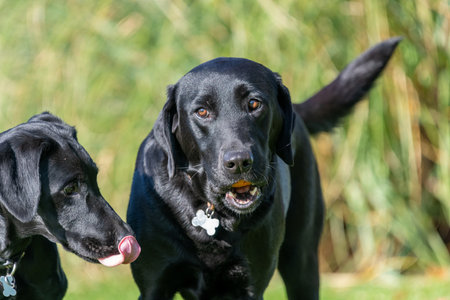 Two black Labradors playing in the garden togetherの写真素材