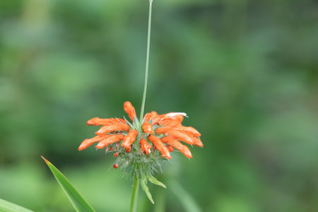 Close up of lions tail (leonotis leonurus) flowers in bloomの写真素材