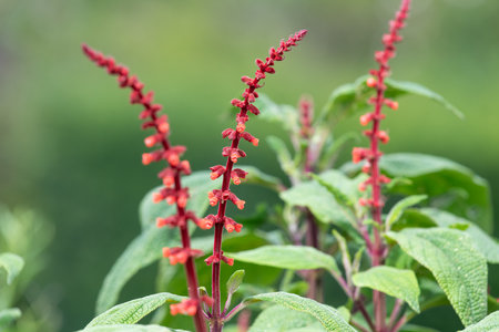 Close up of sabra spike sage (salvia confertiflora) flowers in bloom
