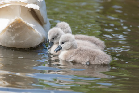 Close up of newborn mute swan (cygnus olor) cygnets swimming in the waterの写真素材