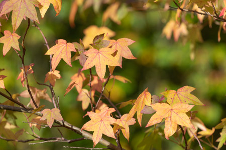 Close up of orange leaves on a Japanese maple (acer palmatum) tree in autumn