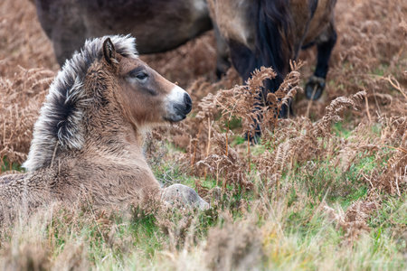 Close up of a young Exmoor pony laying in the grassの写真素材