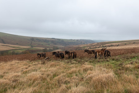 Close up of Exmoor ponies in Exmoor National Parkの写真素材