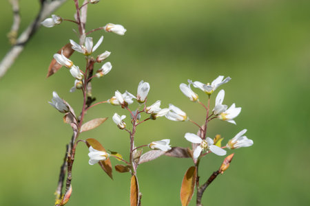 Close up of smooth serviceberry (amelanchier laevis) flowers in bloomの写真素材