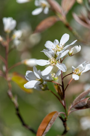 Close up of smooth serviceberry (amelanchier laevis) flowers in bloom