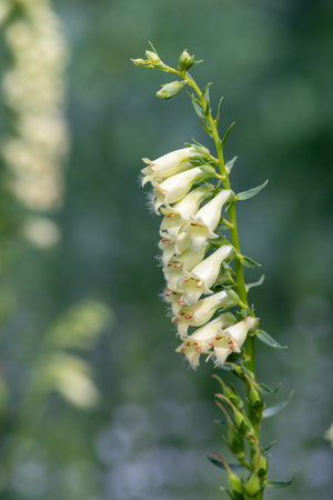 Close up of a straw foxglove (digitalis lutea) in bloomの写真素材