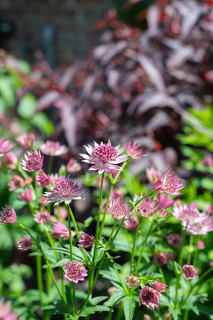 Close up of pink astrantia major flowers in bloomの写真素材