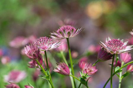 Close up of pink astrantia major flowers in bloomの写真素材