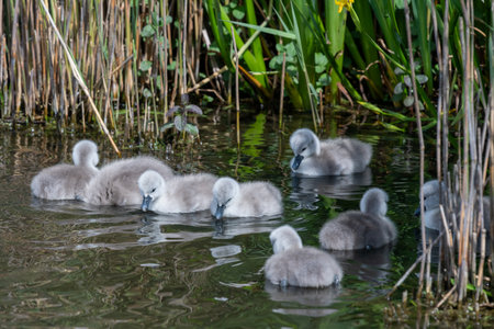 Close up of newborn mute swan (cygnus olor) cygnets swimming in the waterの写真素材