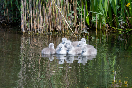 Close up of newborn mute swan (cygnus olor) cygnets swimming in the waterの写真素材