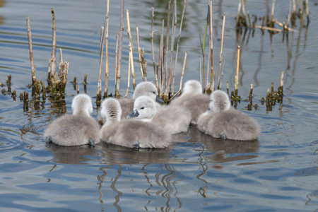 Close up of newborn mute swan (cygnus olor) cygnets swimming in the waterの写真素材
