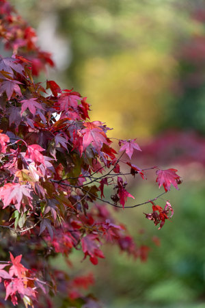 Close up of red leaves on a Japanese maple (acer palmatum) tree in autumn