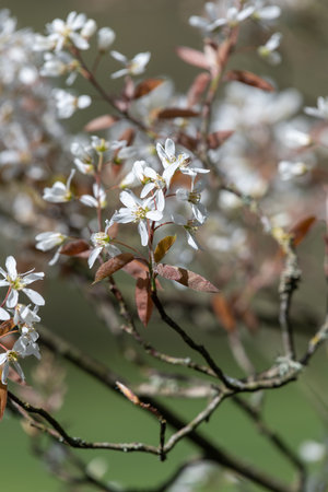 Close up of smooth serviceberry (amelanchier laevis) flowers in bloomの写真素材