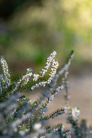 Close up of white heather (calluna vulgaris) in bloomの写真素材