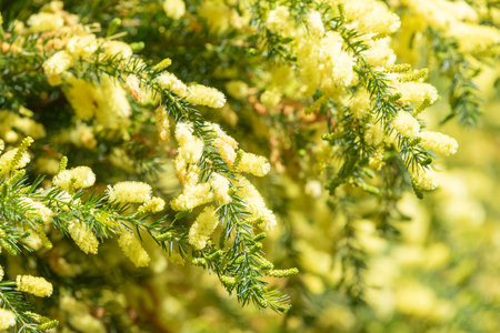 Close up of star leaves acacia (acacia verticillata) flowers in bloomの写真素材