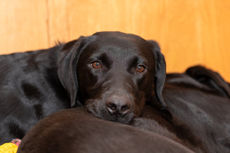 Photo of a pair of pedigree black Labradors cuddling up togetherの写真素材