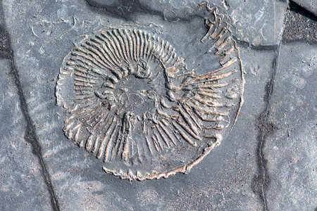 Close up of an ammonite fossil at Kimmeridge bay on the Jurassic coast in Dorsetの写真素材