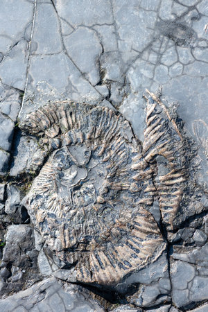 Close up of an ammonite fossil at Kimmeridge bay on the Jurassic coast in Dorsetの写真素材