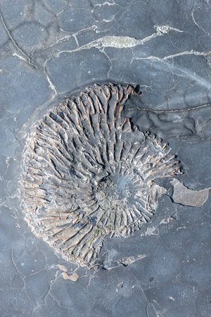 Close up of an ammonite fossil at Kimmeridge bay on the Jurassic coast in Dorsetの写真素材