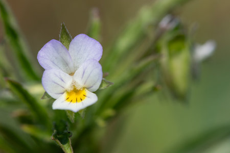 Macro shot of a field pansy (viola arvensis) flower in bloomの写真素材