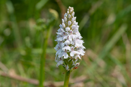 Close up of a heath spotted orchid (dactylorhiza maculata) flower in bloomの写真素材