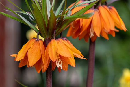 Close up of an imperial fritillary (fritillaria imperialis) flower in bloomの写真素材