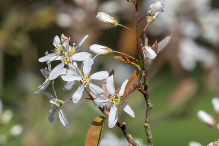 Close up of smooth serviceberry (amelanchier laevis) flowers in bloomの写真素材