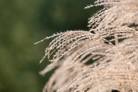 Close up of Chinese silver grass (miscanthus sinensis)の写真素材