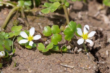Close up of ivy leaved crowfoot (ranunculus hederaceus) flowers in bloomの写真素材