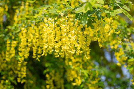 Close up of common laburnum (laburnum anagyroides) flowers in bloomの写真素材