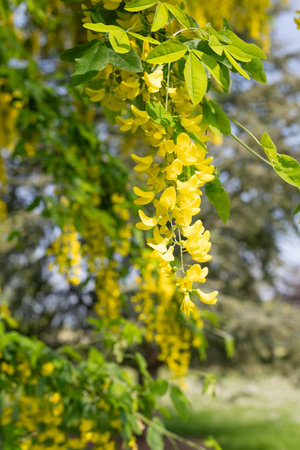 Close up of common laburnum (laburnum anagyroides) flowers in bloomの写真素材
