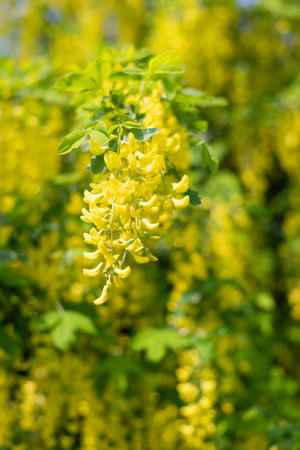 Close up of common laburnum (laburnum anagyroides) flowers in bloomの写真素材