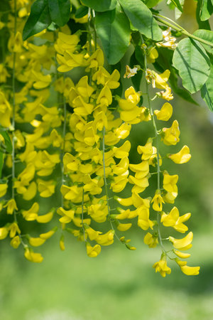Close up of common laburnum (laburnum anagyroides) flowers in bloomの写真素材