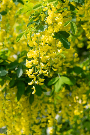 Close up of common laburnum (laburnum anagyroides) flowers in bloomの写真素材